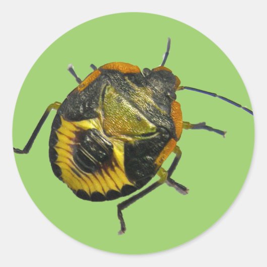 緑のStink Bug Nymphコーディネート項目 ラウンドシール (正面)