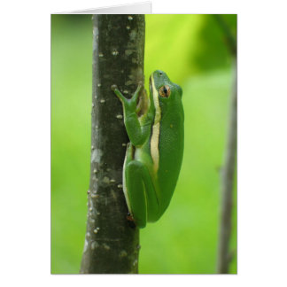緑のTreefrog