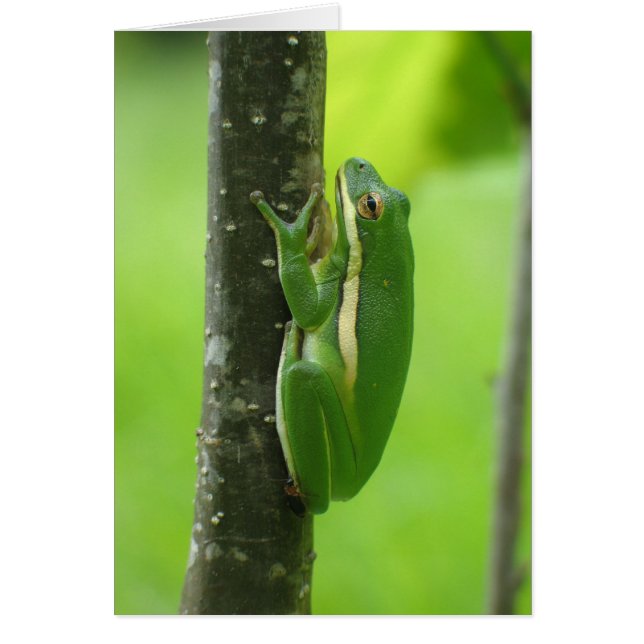 緑のTreefrog (正面)