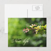 緑はがき ポストカード (正面/裏面)