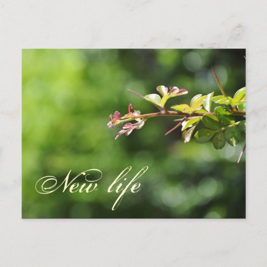 緑はがき ポストカード (正面)