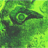 緑を求めて シール (正面)