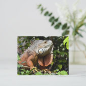 緑イグアナポートレート ポストカード (スタンド正面)