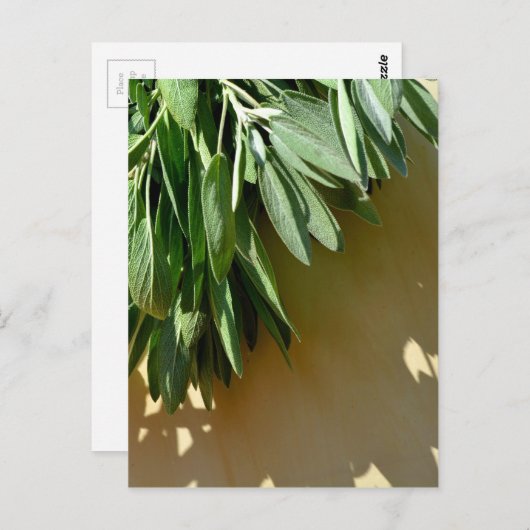 緑エレガントの植物離れの生刈りハーブ ポストカード (正面/裏面)