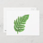 緑エレガント水色シダの木離れ地 ポストカード (正面/裏面)