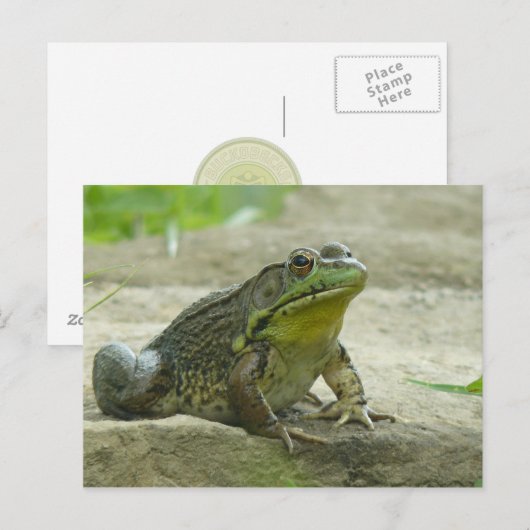 緑カエル ポストカード (正面/裏面)