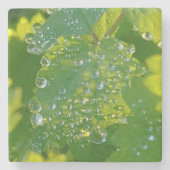 緑カッコいいの葉の水滴 ストーンコースター (正面)