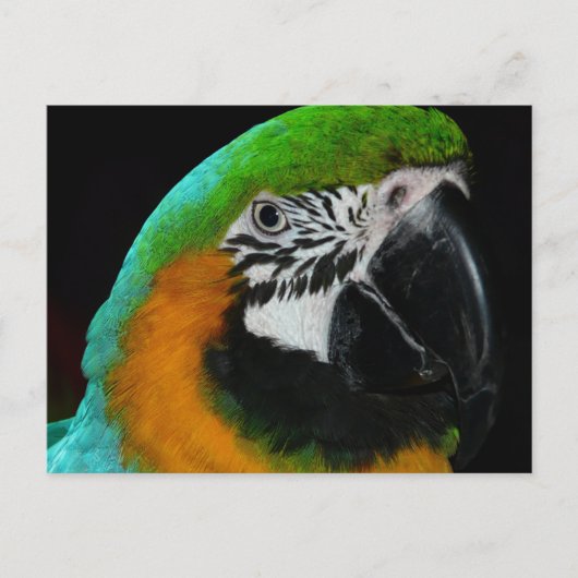 緑カラフルオウム ポストカード (正面)