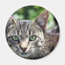 緑ストライプの目の灰色の猫