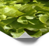 緑レタス ポスター (角)