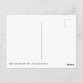 緑内翼カモメ ポストカード (裏面)