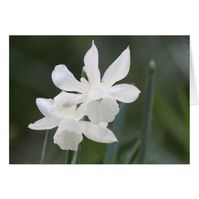 緑分野の2本の白い野生のラッパスイセン (正面横)