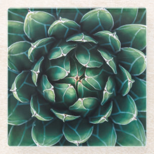 緑及び白いSucculent ガラスコースター