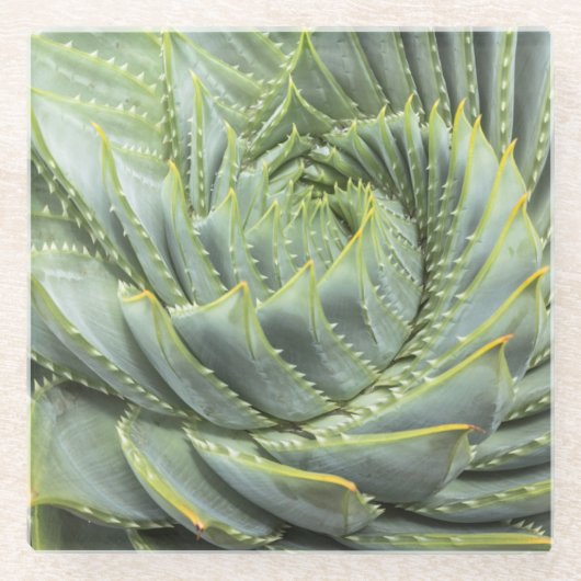 緑及び白いSucculent ガラスコースター (正面)