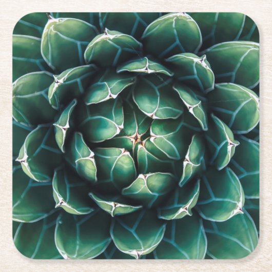 緑及び白いSucculent スクエアペーパーコースター (正面)