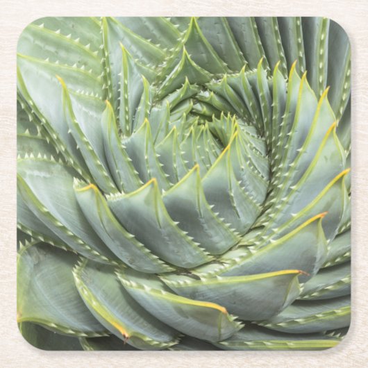 緑及び白いSucculent スクエアペーパーコースター (正面)