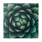 緑及び白いSucculent タイル (正面)