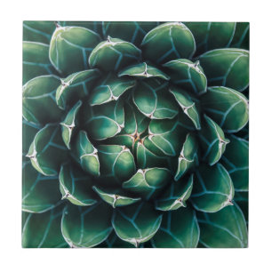 緑及び白いSucculent タイル