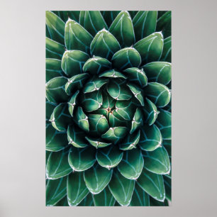 緑及び白いSucculent ポスター