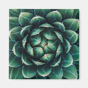 緑及び白いSucculent マグネット