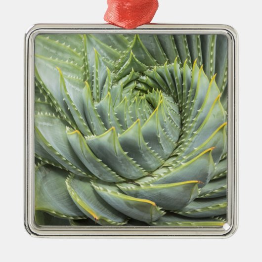 緑及び白いSucculent メタルオーナメント (正面)