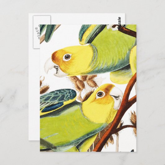 緑数々の色の黄色の熱帯産オウムのポスト ポストカード (正面/裏面)
