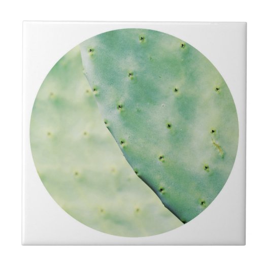 緑淡い色のサボテンオーガニック感じ図 タイル (正面)