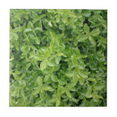 緑生生生生生垣タイプ植物写真用タイル タイル (正面)