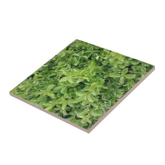 緑生生生生生垣タイプ植物写真用タイル タイル (側面)