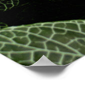 緑白葉植物 ポスター (角)