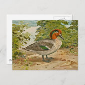 緑翼ティール(緑がかった色)イラストレーション ポストカード (正面/裏面)