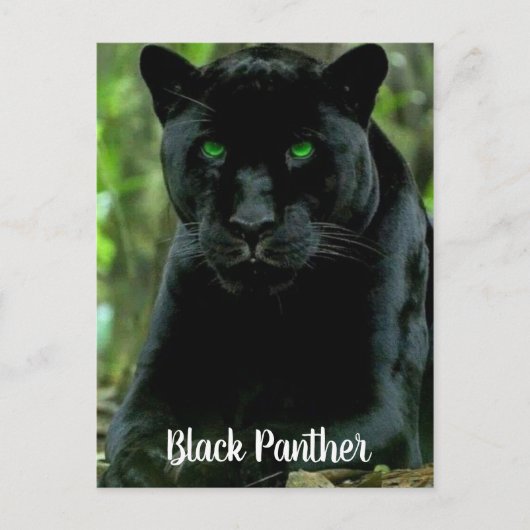 緑色お洒落の目を持つ黒猫ヒョウ ポストカード (正面)