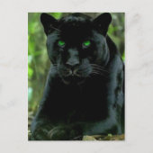 緑色お洒落の目を持つ黒猫ヒョウ ポストカード (正面)