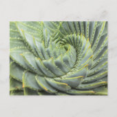 緑色と白色の多肉植物 ポストカード (正面)