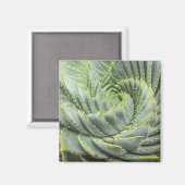 緑色と白色の多肉植物 マグネット (正面/裏面)