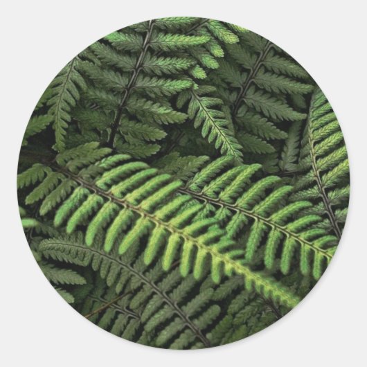 緑色のシダ葉類 ラウンドシール (正面)