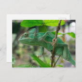 緑色のベールを巻いたカメレオン ポストカード (正面/裏面)