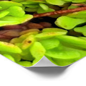 緑色の多肉性の花 ポスター (角)