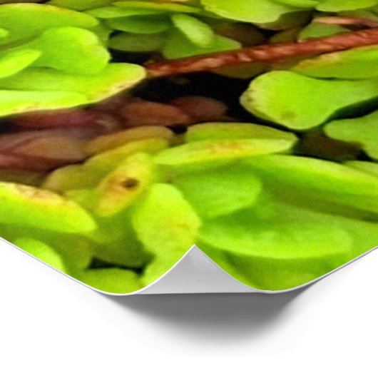 緑色の多肉性の花 ポスター (角)