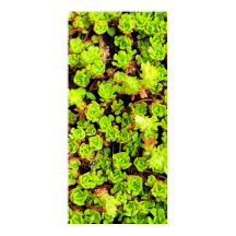 緑色の多肉性の花