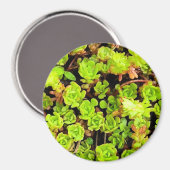 緑色の多肉性の花 マグネット (正面/裏面)