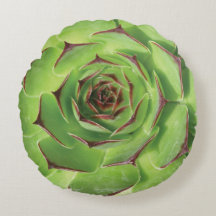 緑色の多肉性サボテン春花