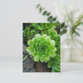 緑色の多肉質の ポストカード (スタンド正面)