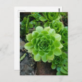 緑色の多肉質の ポストカード (正面/裏面)