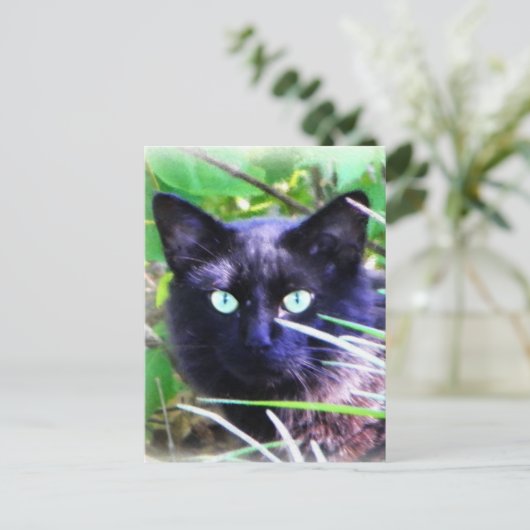 緑色の目が印象的な黒猫 ポストカード (スタンド正面)