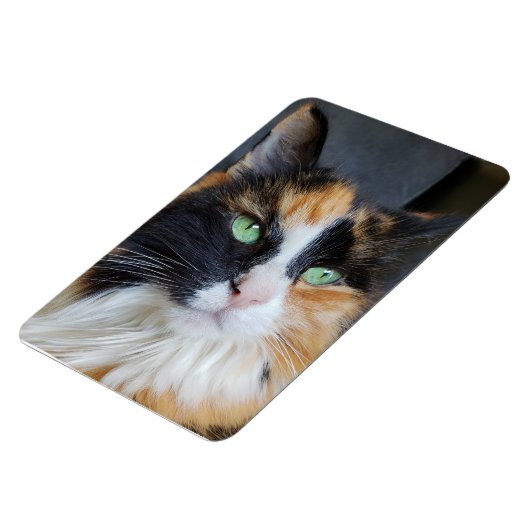 緑色の目をしたゴージャスな三毛猫 マグネット (左側)