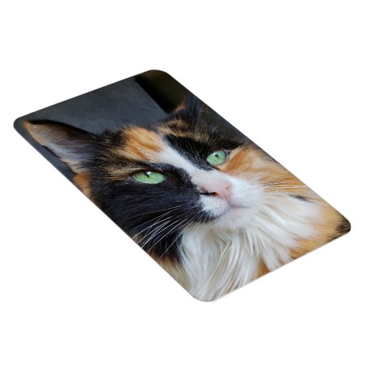 緑色の目をしたゴージャスな三毛猫 マグネット (右側)