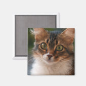 緑色の目をしたフワフワの子猫の写真 マグネット (正面/裏面)