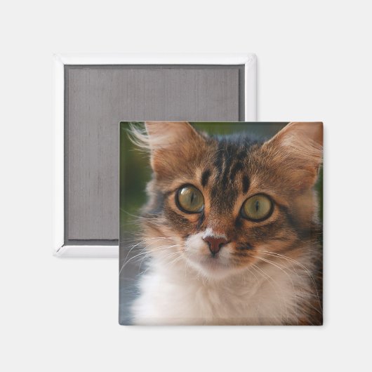 緑色の目をしたフワフワの子猫の写真 マグネット (正面/裏面)