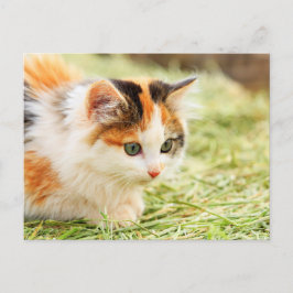 緑色の目をした三毛猫 ポストカード